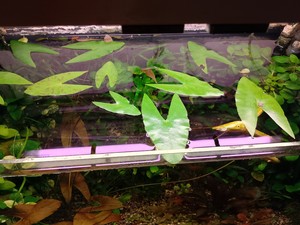 Nymphaea sp. "Red Dwarf" Tapajos