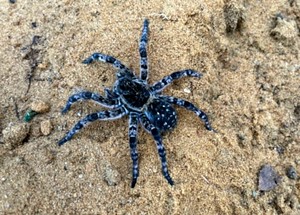 Bucephalandra sp. Dark Tarantula
