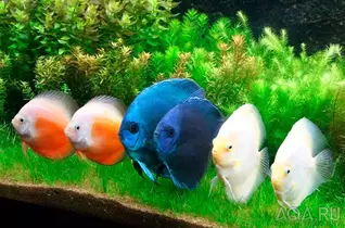 Расчет совместимости аквариумных рыб