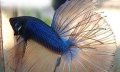 Миниатюра для версии от 11:35, 30 июля 2010