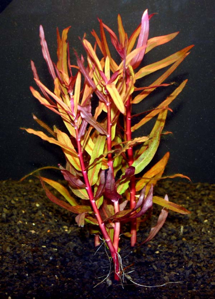 Файл:Ammannia gracilis.jpg