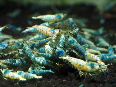 Креветки аквариумные 🦐: фото, виды, содержание, кормление и разведение -  AQA.wiki