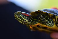 Красная полоска у черепахи возле уха