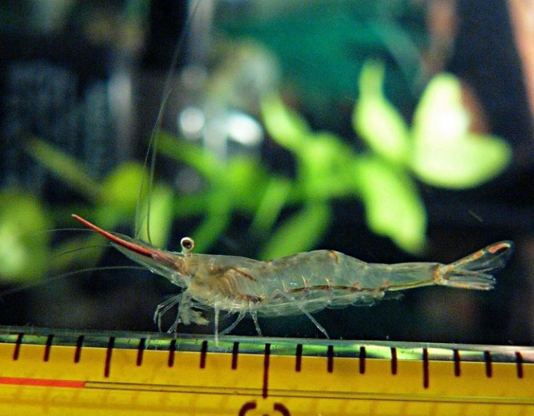 Файл:Caridinagracilirostris.jpg