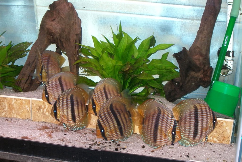 Файл:Discus Heckel 2.jpg