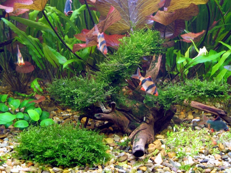 Файл:Vesicularia dubyana 3.jpg