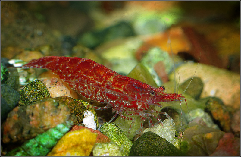 Файл:Neocaridina denticulata.jpg