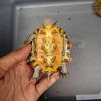 Желтое брюшко черепахи