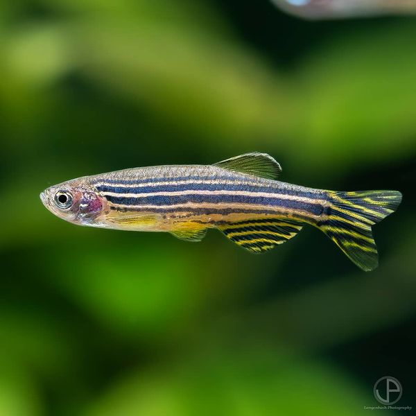 Файл:Danio-zebra2.jpg